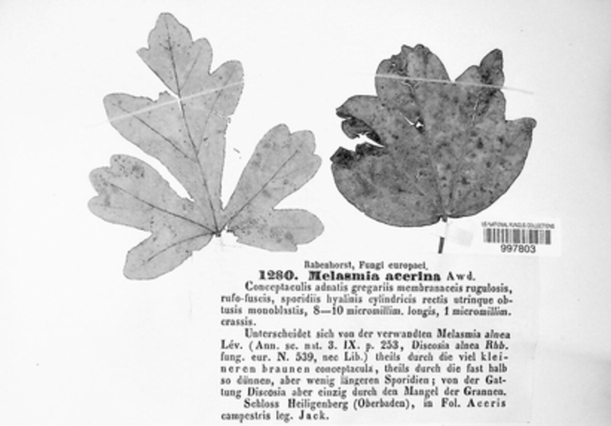 Rhytisma acerinum image